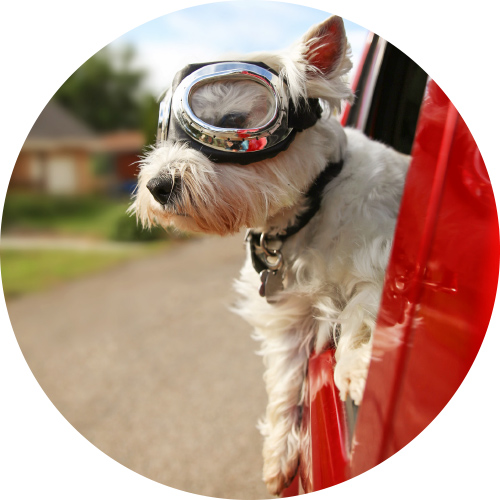About Westie Rescue Scheme
